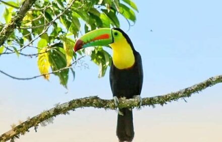 Tour de Observación de Aves en el Parque Nacional Tapantí